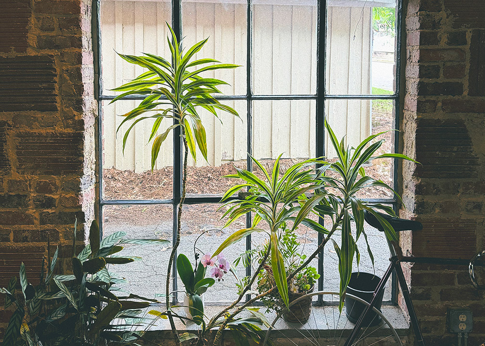 Plants in front of a window