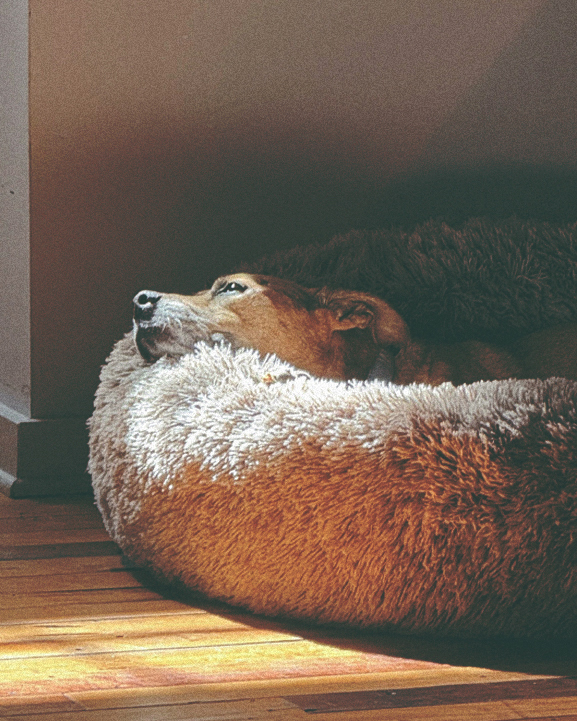 Sadie in the sun montage image